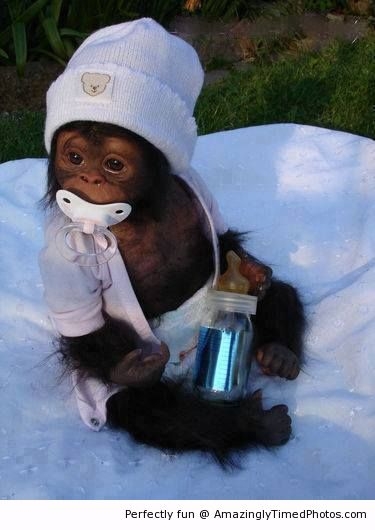 An-adorable-baby-monkey-resizecrop--